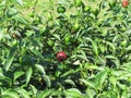 Red eggplant of Rotonda from Basilicata , Italy Solanum aethiopicum . Italian red aubergine