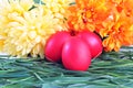 Red eggs on green grass; Easter tradition