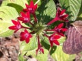 Red Egyptian Star flower, on green leaves bushes Royalty Free Stock Photo