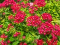 Red Egyptian starcluster or Starflower in the garden