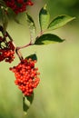 Red elder or elderberry (sambucus).