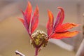 Red elder or elderberry (sambucus).