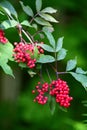 Red Elderberries on Twigs Royalty Free Stock Photo