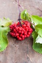 Red Elderberry Royalty Free Stock Photo