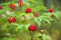 Red elderberry Sambucus racemosa berries