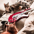 Lazy cats with an electric guitar