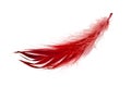 Red elegant bird feather isolated on the white background Royalty Free Stock Photo