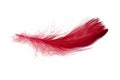 Red elegant bird feather isolated on the white background