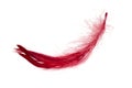 Red elegant bird feather isolated on the white background Royalty Free Stock Photo