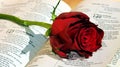 Red elegant rose, bible pages, symbol of love, passion, Valentine image