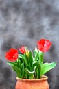 Red elegant tulips on clay pot