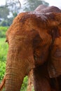 Red elephant head of Tsavo, Kenya Royalty Free Stock Photo