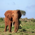 Red Elephant Tsavo East Kenya