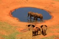 Red Elephant At Waterhole