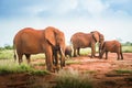 Red elephants group family with baby Travelling Kenya and Tanzania Safari tour in Africa Elephants group in the savanna excursion Royalty Free Stock Photo