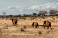 Red elephants herd from Tsavo East