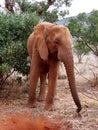 Lone african elephant side head view in Tsavo East National Park, Kenya, Africa Royalty Free Stock Photo