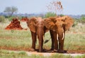 Red elephants near mud hole in Tsavo National park