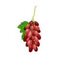 Red Ellipsoid Berries of Grape Growing in Cluster Vector Illustration