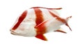 Red emperor (government bream) Lutjanus sebae