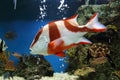 Red emperor (Lutjanus sebae) Royalty Free Stock Photo