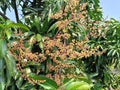 Red Emperor Mango Mekar Flower Royalty Free Stock Photo