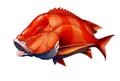 Red emperor snapper fish realistic illustration isolated Royalty Free Stock Photo