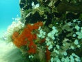 Red encrusting sponge or orange-red encrusting sponge Crambe crambe undersea, Aegean Sea Royalty Free Stock Photo