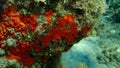 Red encrusting sponge or orange-red encrusting sponge (Crambe crambe) undersea, Aegean Sea Royalty Free Stock Photo