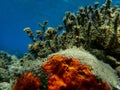 Red encrusting sponge or orange-red encrusting sponge (Crambe crambe) undersea, Aegean Sea Royalty Free Stock Photo