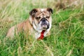 Red English Bulldog with tongue out for a walk looking up sitting in the grass Royalty Free Stock Photo