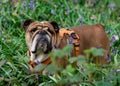 Red English British Bulldog in orange harness out for a walk standing on green grass and bluebells in spring day