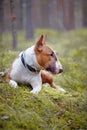 The red English bull terrier lies in the wood Royalty Free Stock Photo
