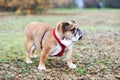 Red English Bulldog Dog out for a walk looking at side Royalty Free Stock Photo