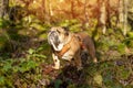 Red English Classic Bulldog out for a walk