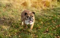 English Classic Bulldog out for a walk on a meadow