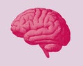 Red engraving brain illustration on pink BG Royalty Free Stock Photo