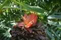 Red ensete lasiocarpum blossoms under the shadow in the garden Royalty Free Stock Photo