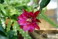 Red epiphyllum Royalty Free Stock Photo