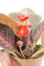 Red episcia flowers on white background