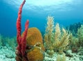 Red Erect rope sponge Royalty Free Stock Photo