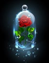 Red Rose Under The Crystal Dome