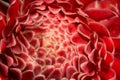 Red Etlingera elatior flower Royalty Free Stock Photo