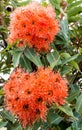 Red eucalyptus gumblossom flowers with raindrops on green leaves Royalty Free Stock Photo