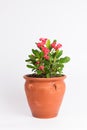 Red Euphorbia crown of thorns in flowerpot isolated on white Royalty Free Stock Photo