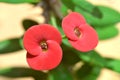 Red Euphorbia milii-Indoor flowering red plant with thorns on a blurry background with copy space. Royalty Free Stock Photo