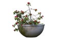 Red Euphorbia milli or Crown of Thorns flower bloom in cement pot isolated on white background. Royalty Free Stock Photo