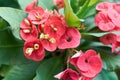 Red Euphorbia milli with green leaves as background