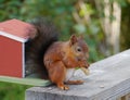 A red eurasian squirrel Royalty Free Stock Photo
