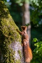 Red eurasian squirrel climbing on a tree in the sunshine searching for food like nuts and seeds in a forest attentive looking